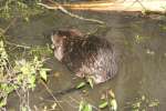 Nutria