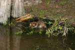 Nutria