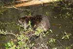 Nutria