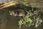 Nutria