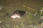 Nutria