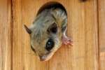 Southern Flying Squirrel