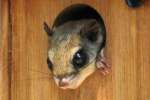 Southern Flying Squirrel