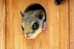 Southern Flying Squirrel