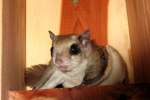 Southern Flying Squirrel