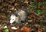 Virginia Opossum