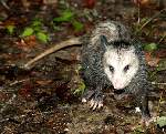 Virginia Opossum