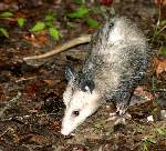 Virginia Opossum