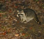 Raccoon