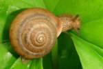 Snail