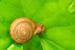 Snail