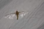 Mayfly