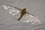 Mayfly