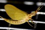 Golden Mayfly