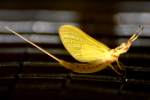 Golden Mayfly