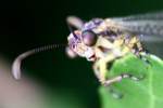 Greenish Antlion