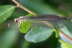 Greenish Antlion