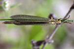 Greenish Antlion