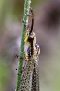 Greenish Antlion