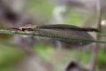 Greenish Antlion