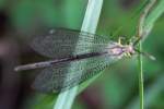 Greenish Antlion