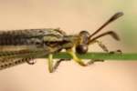 Greenish Antlion