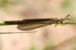 Greenish Antlion