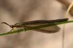 Greenish Antlion