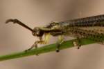 Greenish Antlion