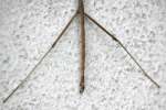 Northern Walking Stick