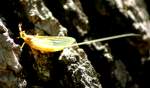 Golden Mayfly