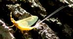 Golden Mayfly