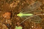 Golden-eyed Lacewing