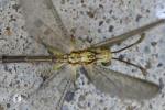 Greenish Antlion