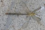 Greenish Antlion