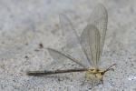 Greenish Antlion