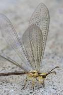 Greenish Antlion