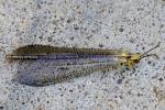 Greenish Antlion