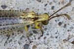 Greenish Antlion