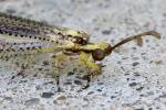 Greenish Antlion