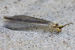 Greenish Antlion