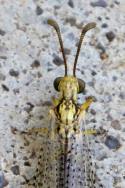 Greenish Antlion