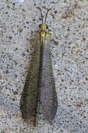 Greenish Antlion