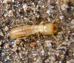 Termite