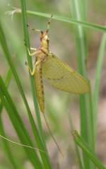 Golden Mayfly