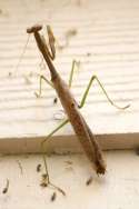 Chinese Mantid