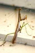 Chinese Mantid