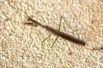 Chinese Mantid