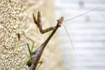 Chinese Mantid