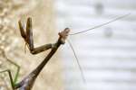 Chinese Mantid